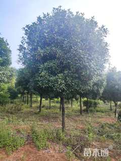 10公分高杆红叶石楠