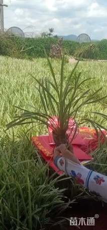 高度25厘米沿阶草