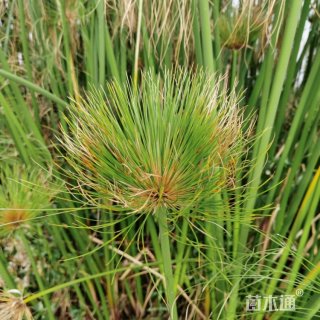 高度30厘米莎草