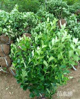 冠幅40厘米胶东卫矛球