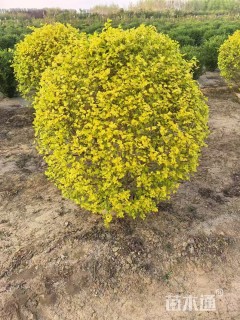 冠幅100厘米金叶榆球