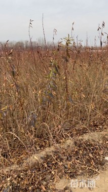 高度60厘米连翘