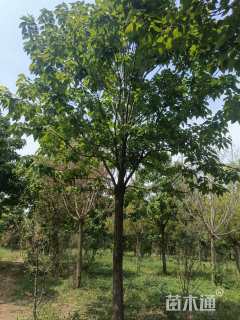20公分楸树