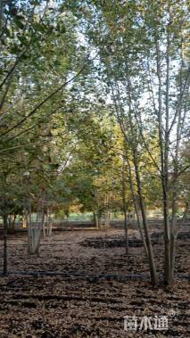 高度900厘米丛生白蜡