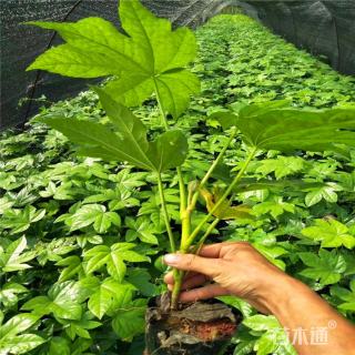 高度30厘米八角金盘