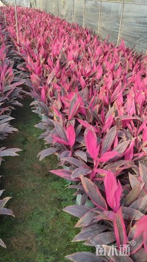 高度30厘米朱蕉