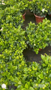 高度30厘米栀子花