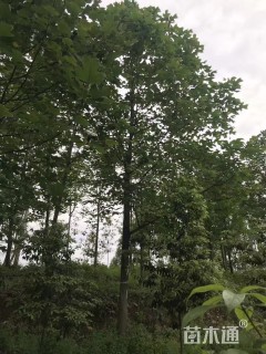 15公分马褂木