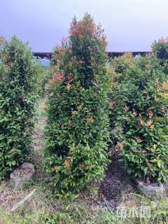 高度150厘米红车