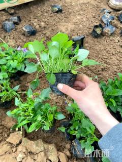 高度5厘米紫花地丁