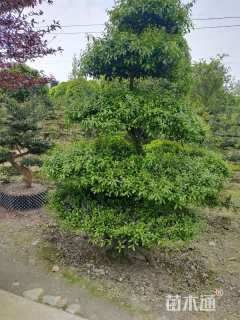 高度120厘米金弹子