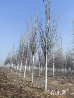 11公分钻天杨
