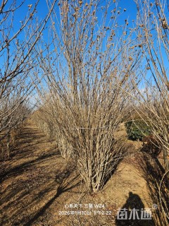 高度300厘米丛生木槿