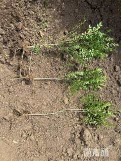 高度35厘米绣线菊