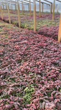 高度25厘米火焰南天竹