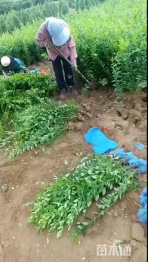 高度150厘米棣棠