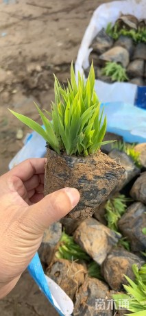 高度30厘米德国鸢尾