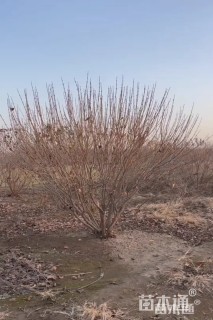 高度180厘米丛生丁香