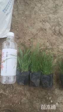 高度20厘米紫露草