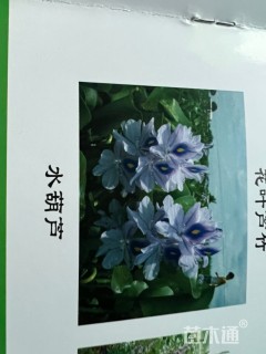 高度5厘米水葫芦