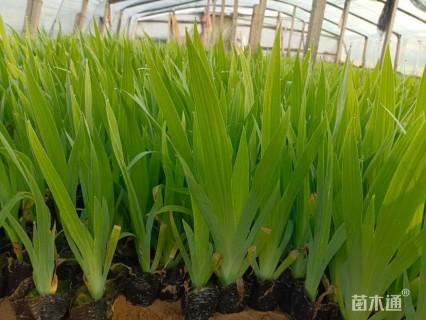 高度20厘米鸢尾