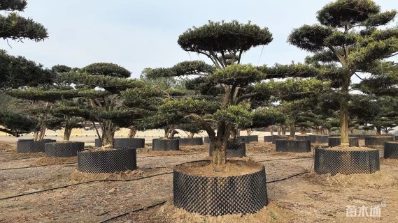 容器苗造型罗汉松