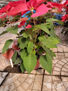 高度40厘米一品红