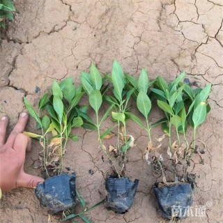 高度15厘米宿根福禄考