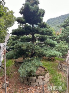 15公分造型五针松