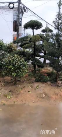 20公分罗汉松
