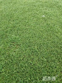 草卷状百慕大草