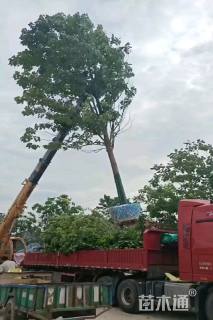 18公分楸树