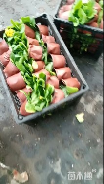 高度18厘米报春花