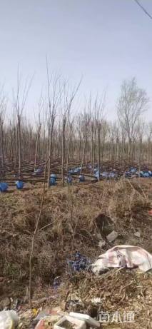 7公分嫁接香花槐