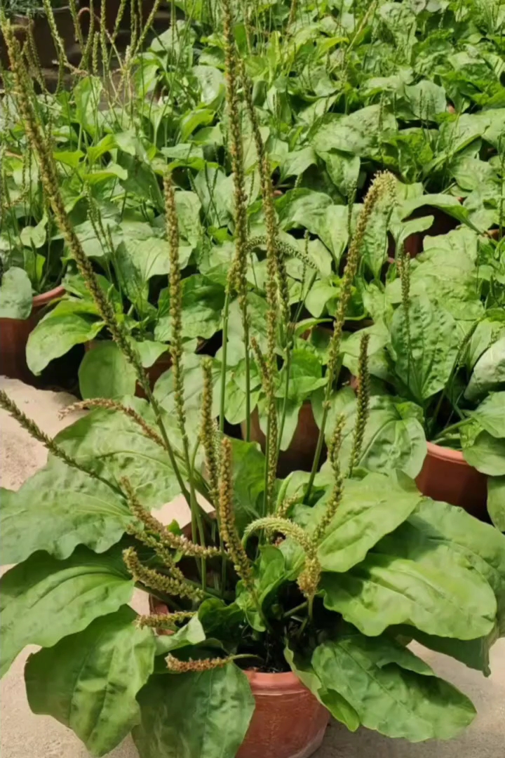高度10厘米车前草