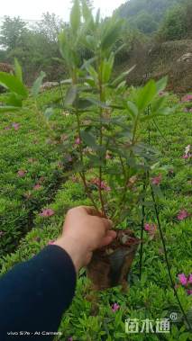 高度30厘米杜鹃