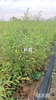 1公分中山杉