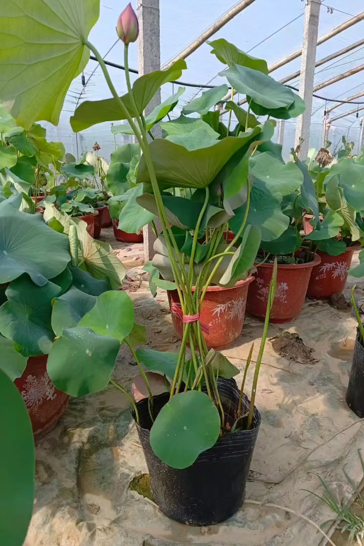 高度50厘米荷花