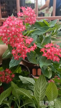 高度25厘米五星花