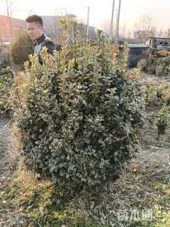 冠幅100厘米金边黄杨球