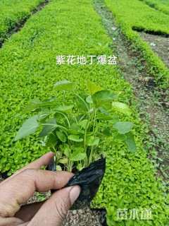 高度15厘米紫花地丁