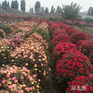 冠幅100厘米月季球