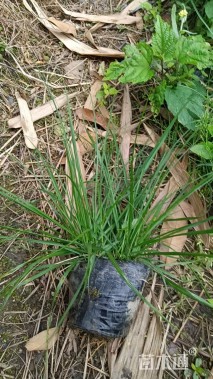 高度15厘米狼尾草