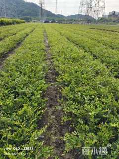 高度25厘米小叶蚊母