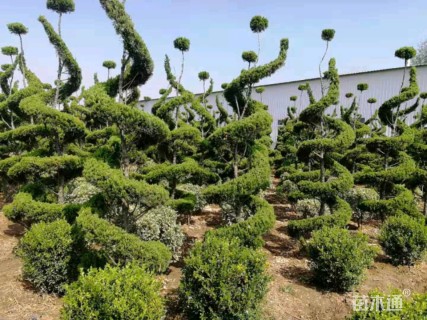 500厘米造型龙柏