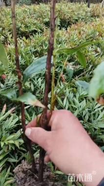 高度30厘米十大功劳