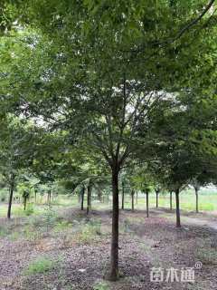 19公分榉树