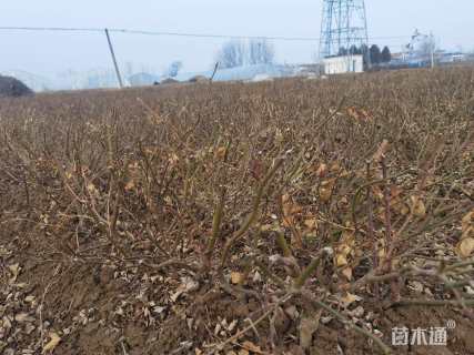 高度20厘米月季