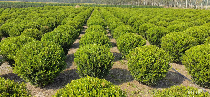 冠幅150厘米小叶黄杨球