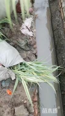 高度50厘米花叶芦竹